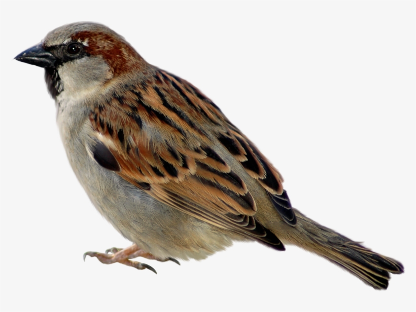 Sparrow Png Picture Clipart - Sparrow Png, transparent png #95691