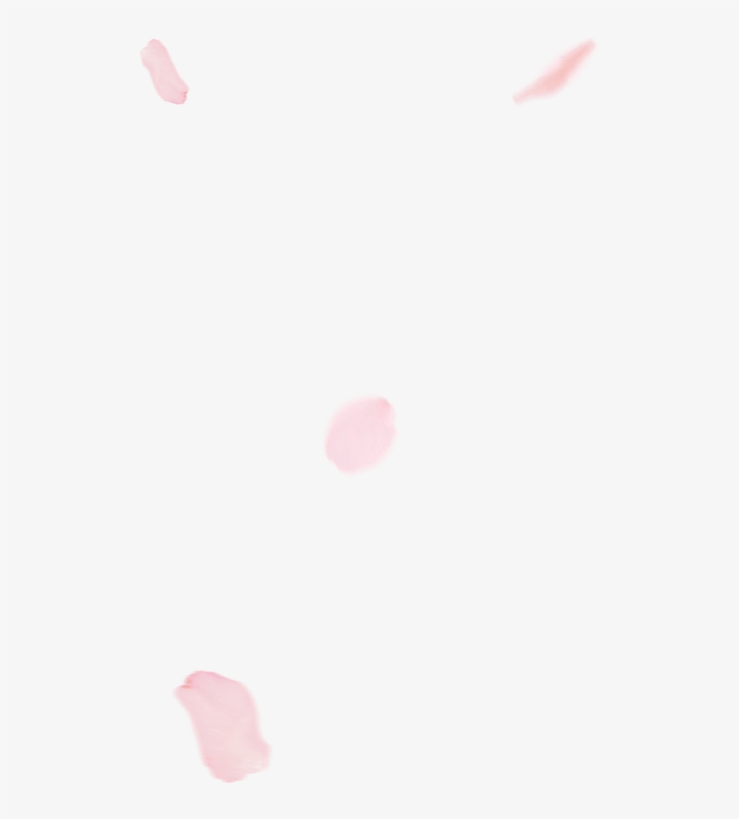 Check Out The Blooming Forecasts, And Discover Some - Petals Of Cherry Blossom, transparent png #95694