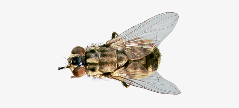 Stable-fly - Stable Fly Png, transparent png #95756