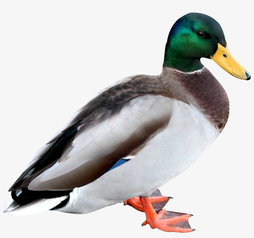 Duck Png Hd - Duck Png, transparent png #95818