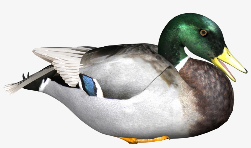 Duck Transparent Background1 - Duck Png, transparent png #96043