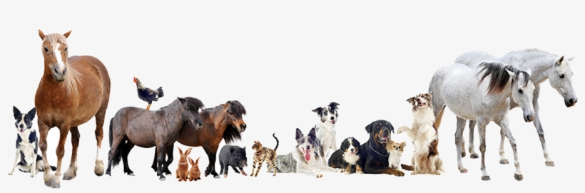 Animals-group - “ - Large And Small Animal Vet, transparent png #96095