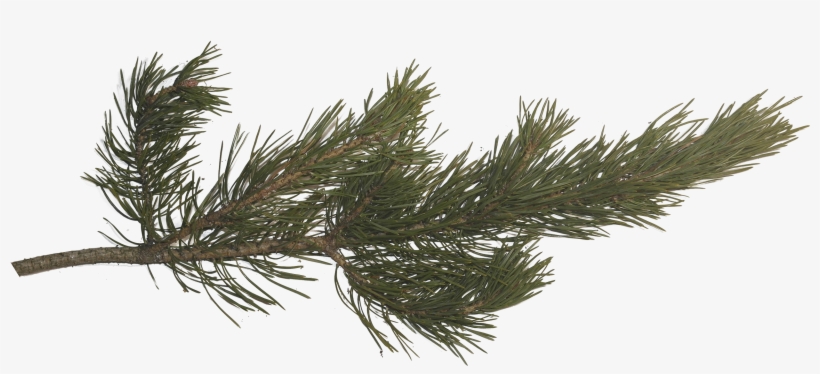 Pine Branch, Pine Tree, Tree Branches, Pictures Images, - Pine Tree Branch Png, transparent png #96233