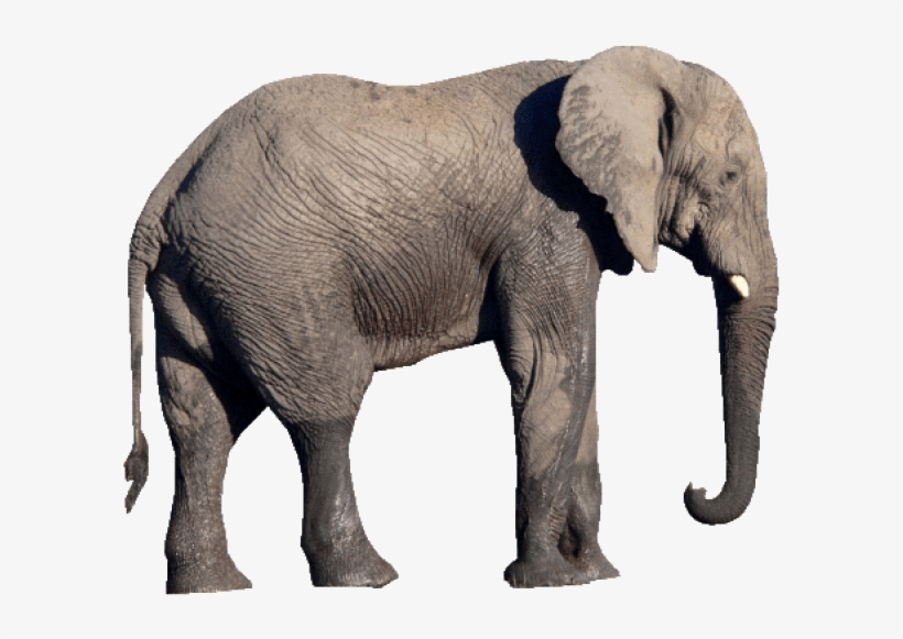 Free Png Elephant Png Images Transparent - Elephant Png, transparent png #96424