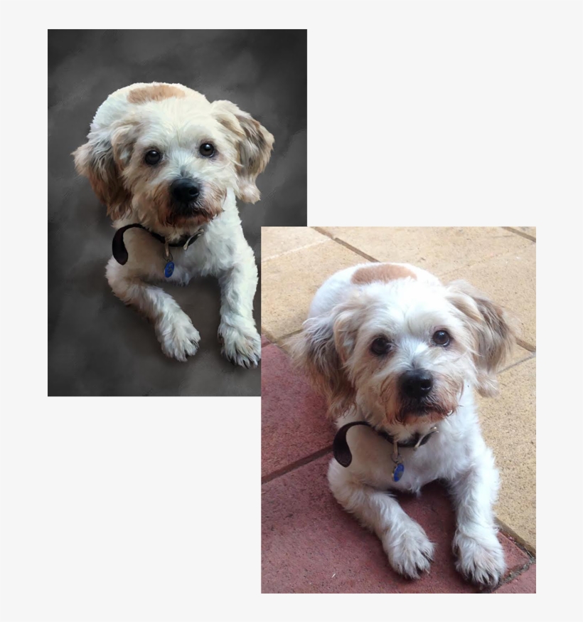 Taking A Look At A Few Things We Can Adjust To Improve - Schnoodle, transparent png #96444