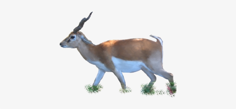 Animals/ Mammals/ Bovines/ Indian Blackbuck - Png Images Of Animals, transparent png #96494