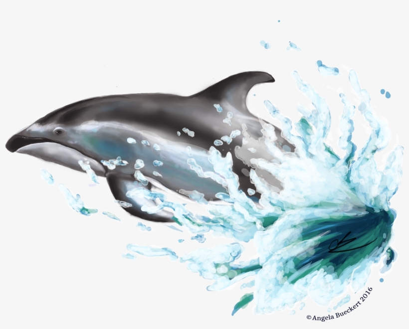 White Sided Dolphin Png, transparent png #96871