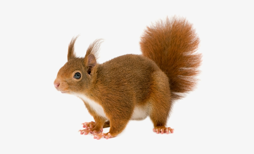 Download - Squirrel Png, transparent png #97877