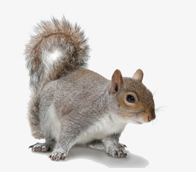 Banner Free Download Png Images For Free Download On - Grey Squirrel White Background, transparent png #97919