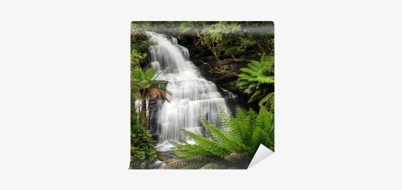 Tropical Wet Green Forest In India, transparent png #98070