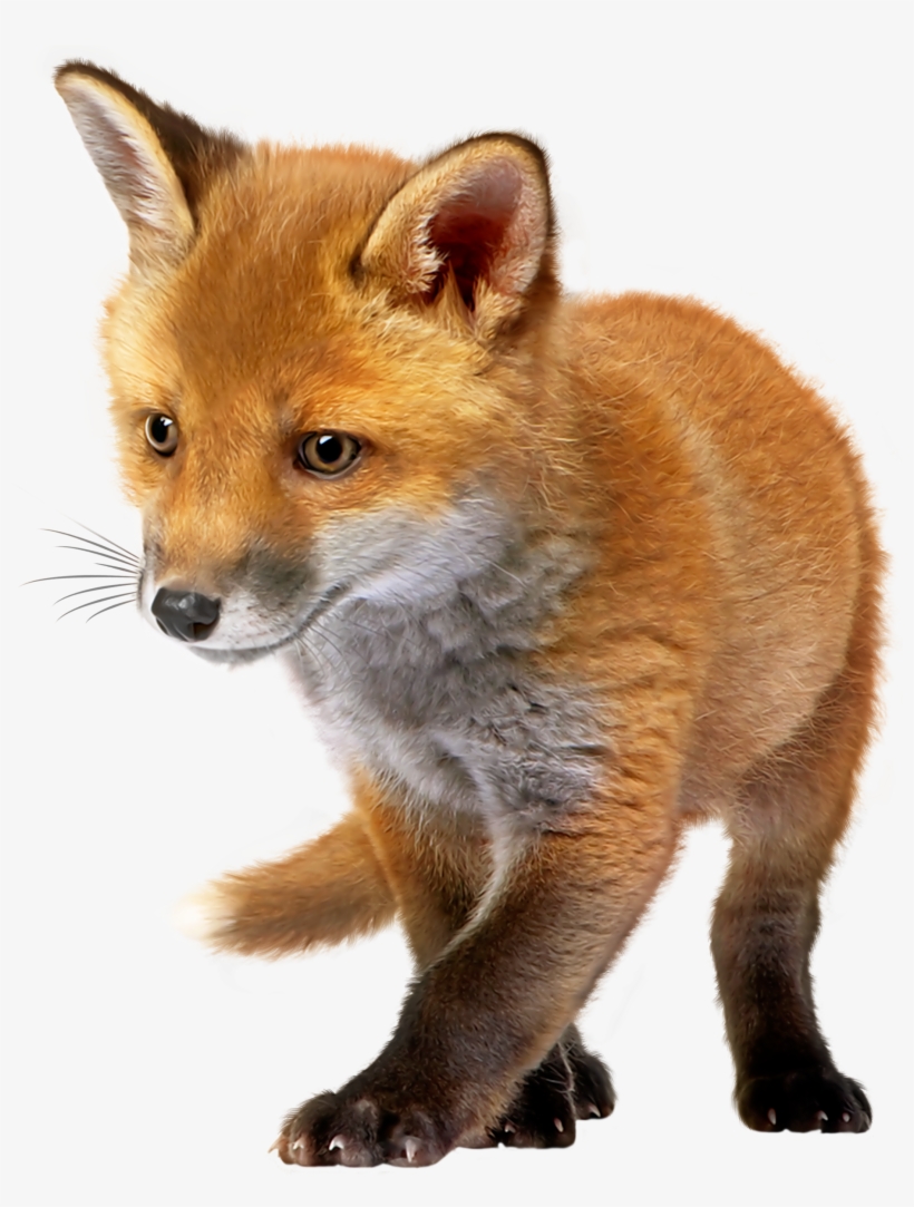 Baby Fox Png Clip Art, transparent png #98096