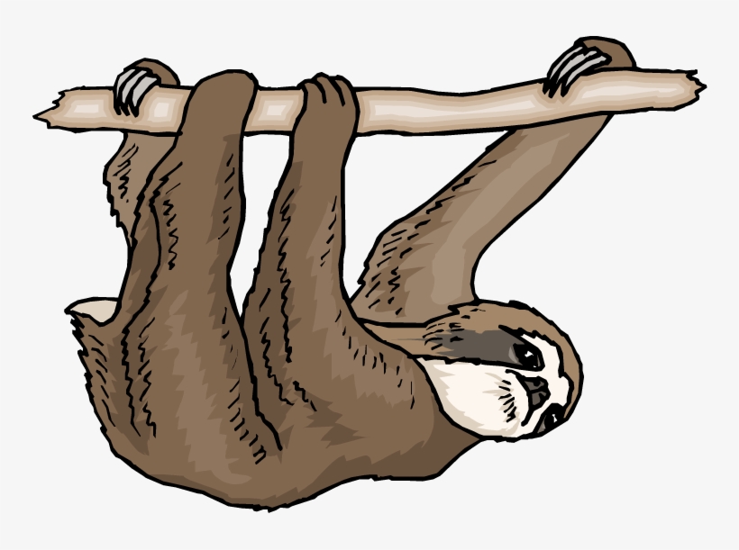 Stitch Pinterest And Animal - Three Toed Sloth Clipart, transparent png #98160