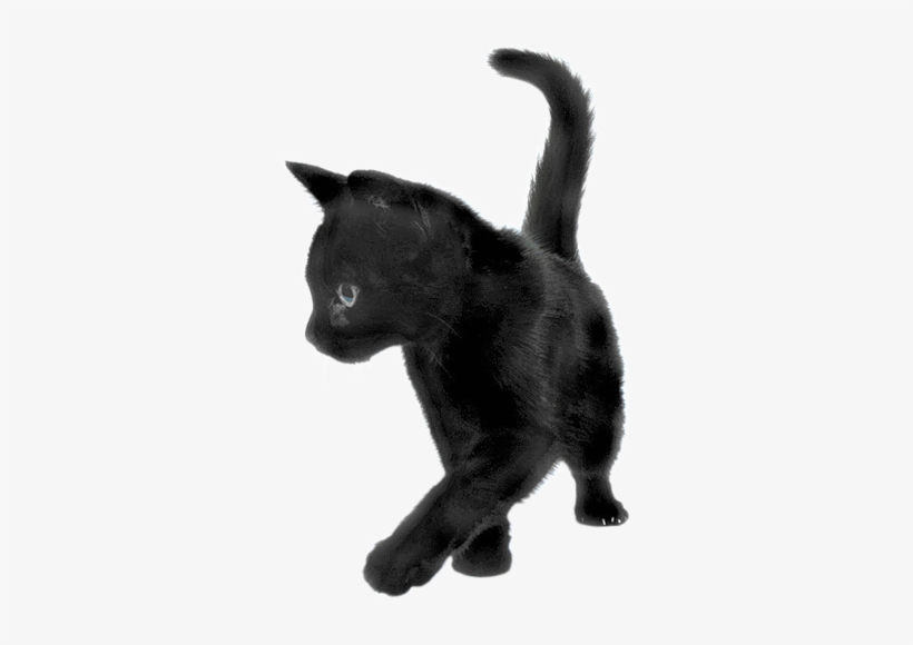 Cats Png - Black Kitten Transparent Background, transparent png #98209