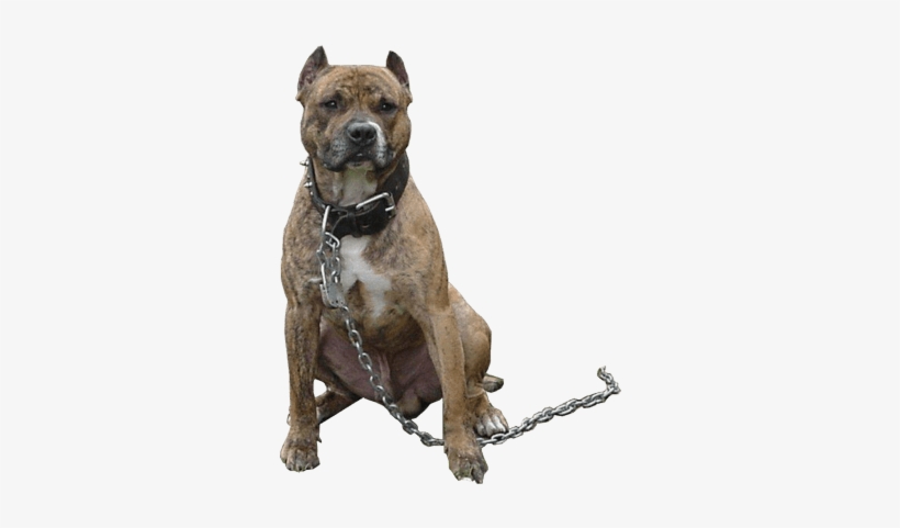 Pitbull Chain - Pitbull Png, transparent png #98450