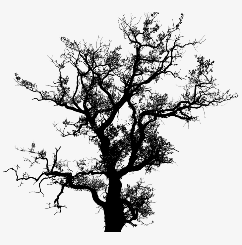 Tree Silhouette Drawing Trunk Free Commercial Clipart - Tree Old Png Free, transparent png #98492