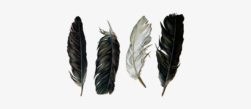 Feathers & Guns - Feather Transparent, transparent png #98513