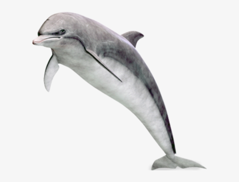 Dolphin Png Image - Дельфины Png На Прозрачном Фоне, transparent png #98543