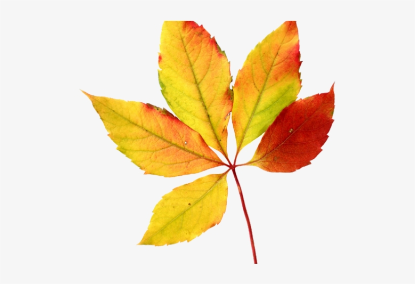 Foliage Clipart Watercolor - Watercolor Autumn Leaves Png, transparent png #98615