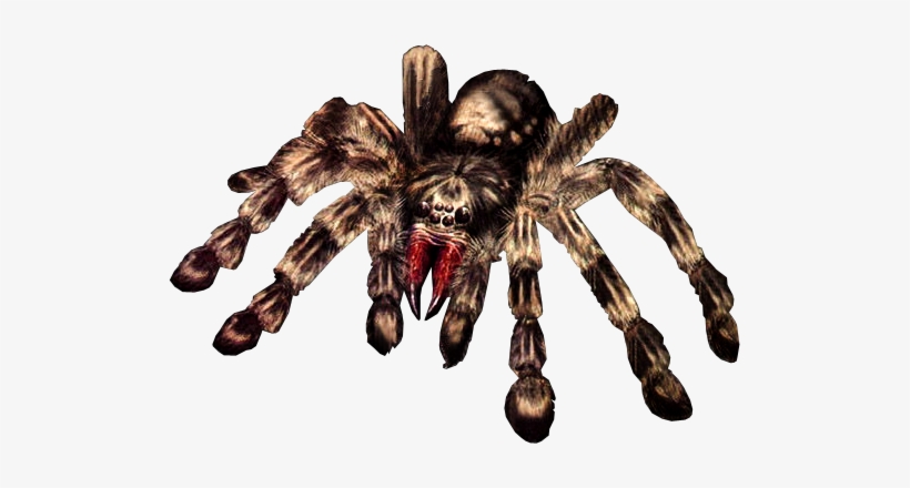 Giant Spider Png - Giant Spider Transparent, transparent png #98791