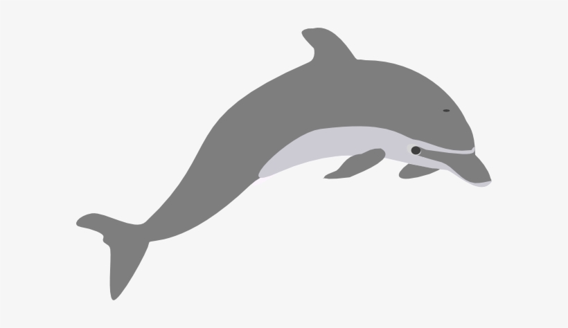 Dolphin - Dolphin Clipart Transparent, transparent png #98926