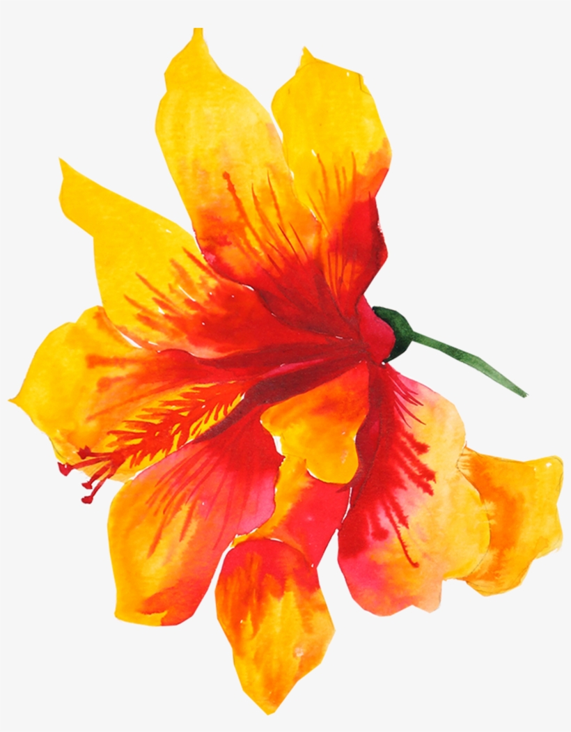 Flower Yellow Watercolor Painting Drawing - Watercolor Hibiscus Yellow Flower Png, transparent png #98929
