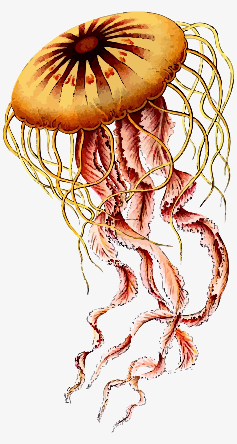 Jellyfish Png, transparent png #99104