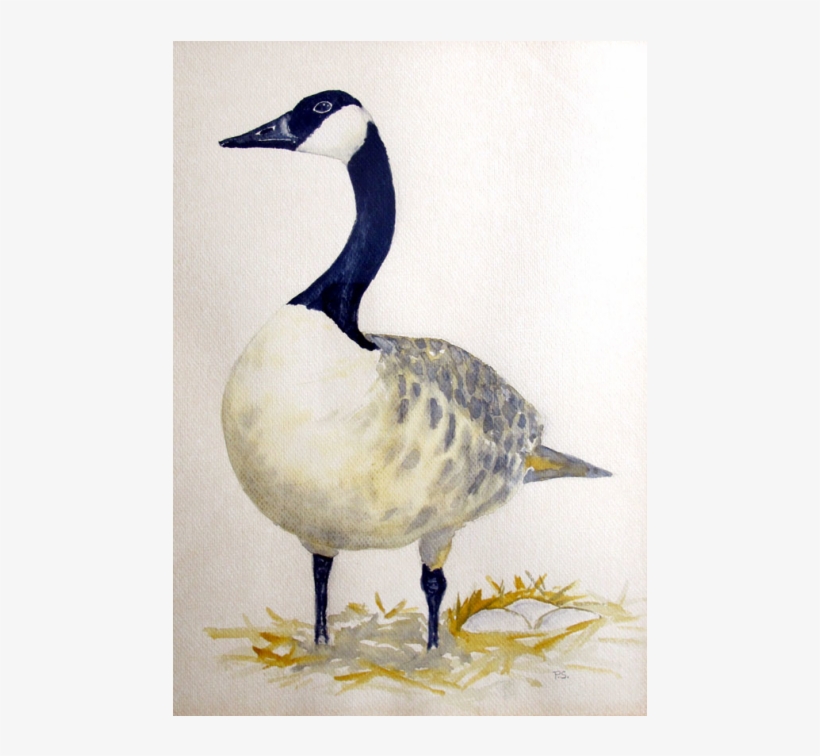 What A Canada Goose Taught Me - Snow Goose, transparent png #99121