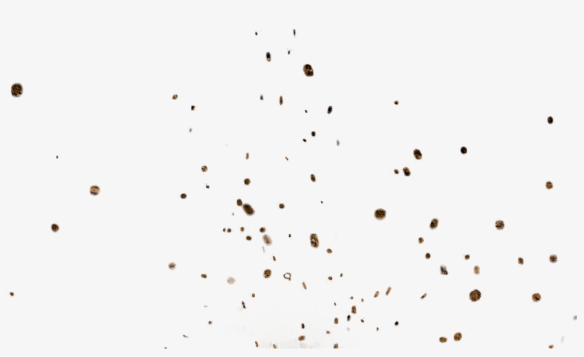 Dust Particles Png Picture Transparent Download - Image Resolution, transparent png #99214