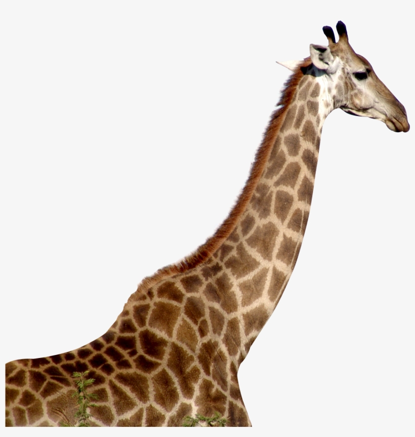 Giraffe Png, transparent png #99310
