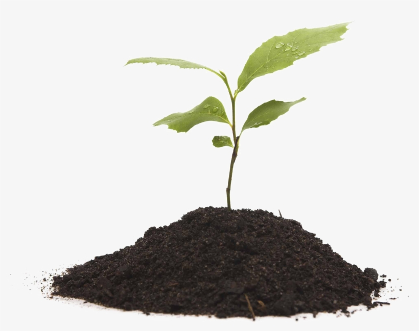 Growing Plant Png Mart - Plant Growing Transparent, transparent png #99445