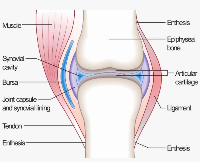 File - Joint - Synovial Joint Without Labels, transparent png #99518