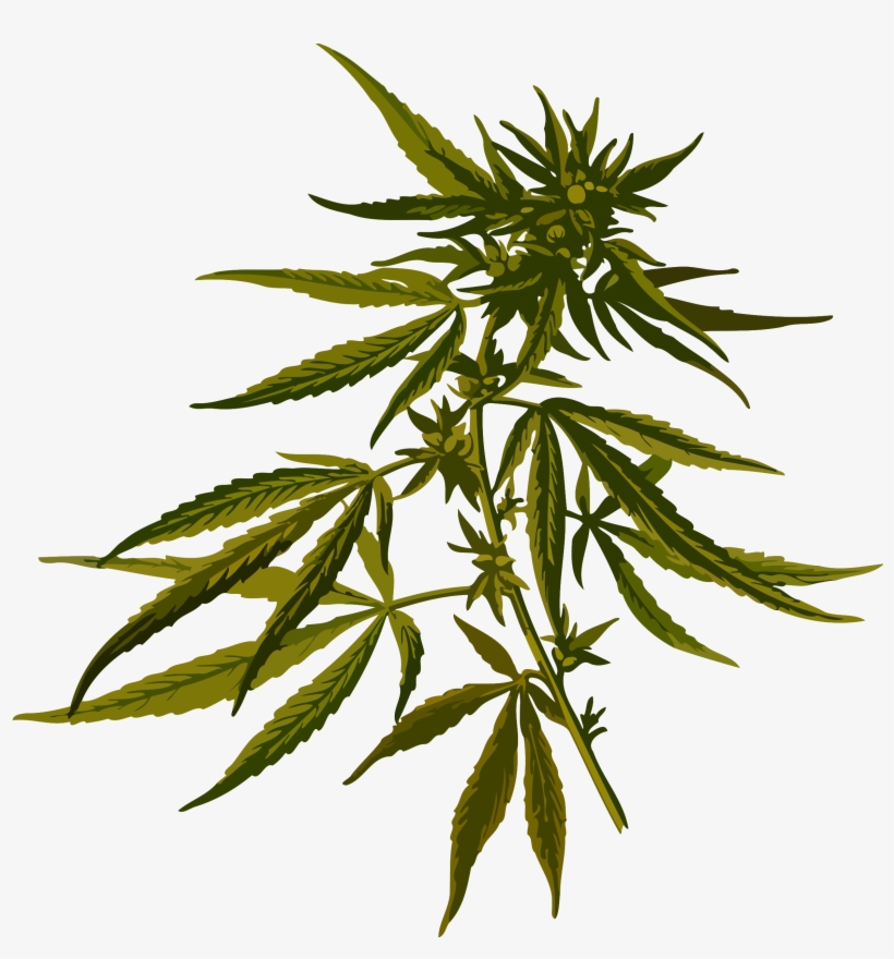 Cannabis Png Image - Cannabis Sativa, transparent png #99521