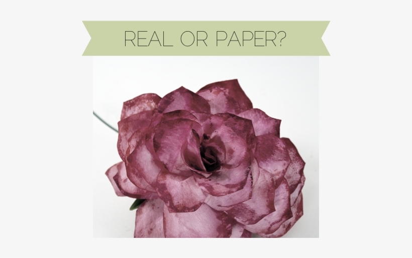 I Got A Little Carried Away With The Tips And Used - Flower, transparent png #99749