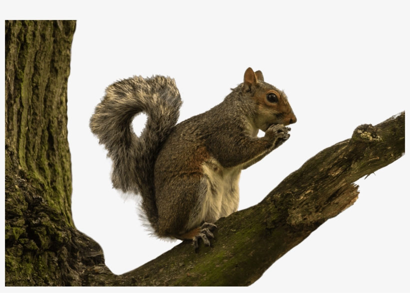 Download - Squirrel In Tree Png, transparent png #99850