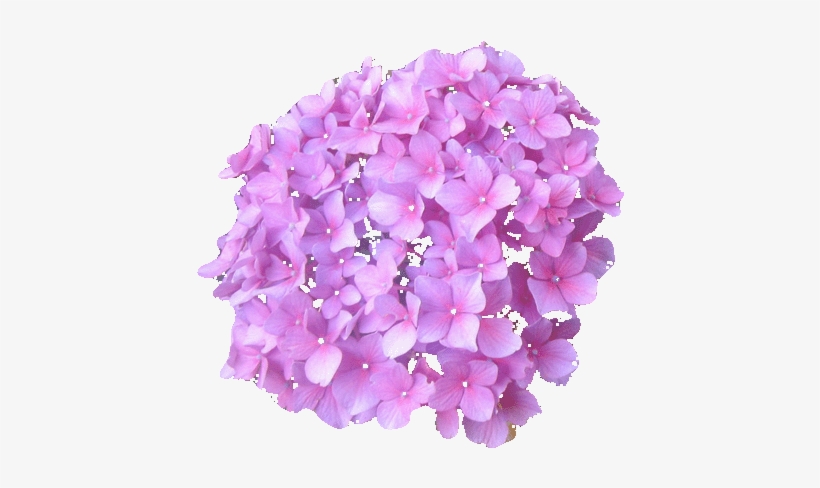 Tube, Florals - Hortensias Png, transparent png #99992