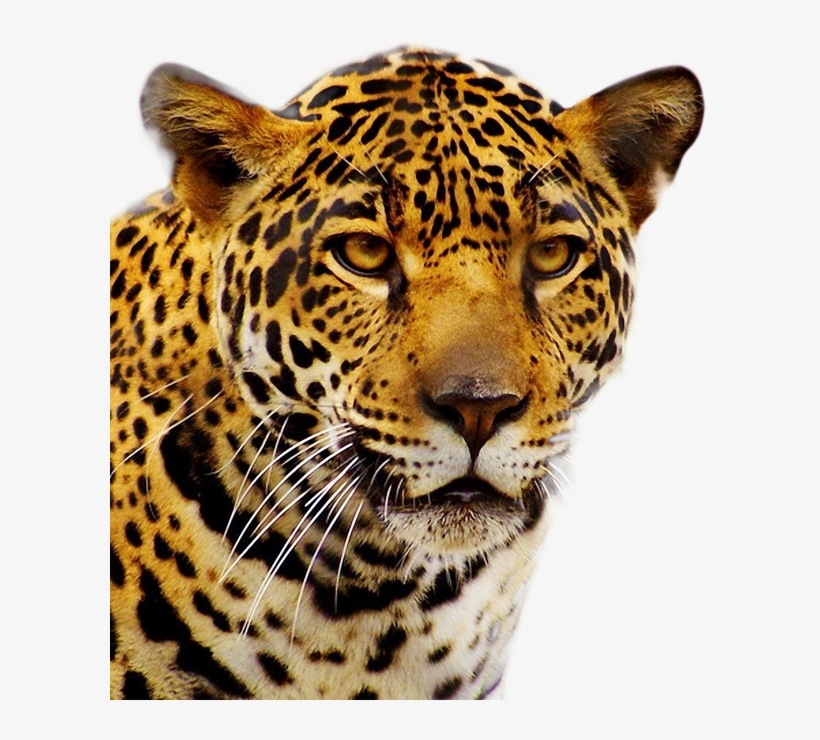 Jaguar Png, transparent png #900018