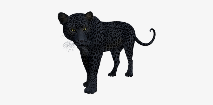 Black, Panther, Leopard, Jaguar, Cat - Snöleopard Black And White, transparent png #900143