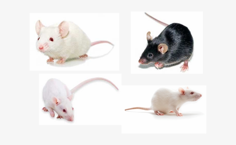 Commonly Used Mouse And Rat Strains For Toxicological - Vector Construction, transparent png #900202