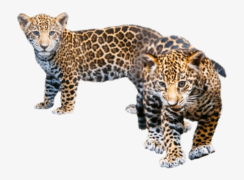 Jaguar Transparent Baby Png Black And White Library - Leopard Cub Transparent Background, transparent png #900293