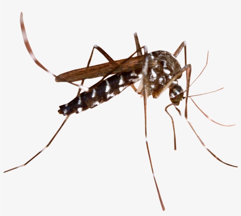 Mosquito Png Transparent Image - Mosquito Png, transparent png #900433