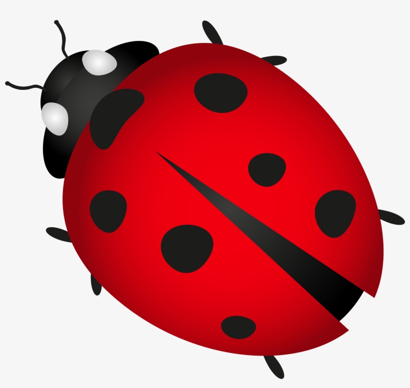 Clipart Png Insect - Ladybug Transparent, transparent png #900803
