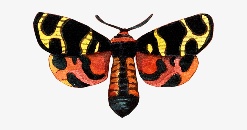 Bleed Area May Not Be Visible - Black Red Yellow And Orange Moth Native, transparent png #900920