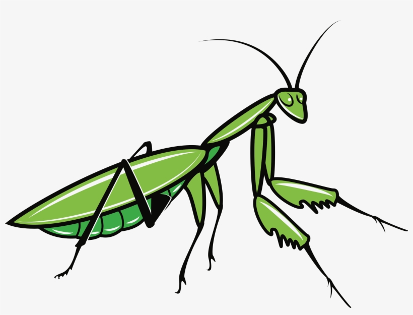 Big Image Png - Mantis Svg, transparent png #901015