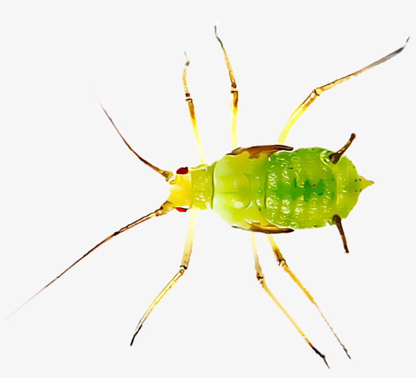 Aphids Are One Of The Most Common Insect Pests Found - Insect Aphids, transparent png #901083