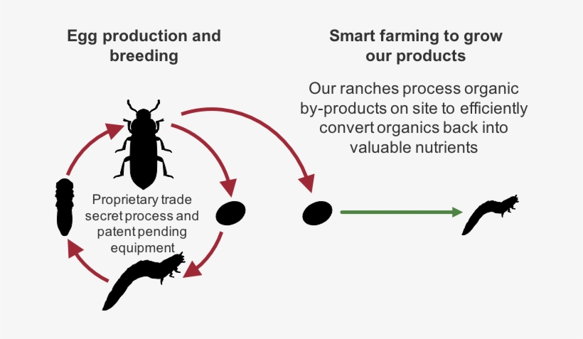 Mealworm Lifeycle - Mealworm, transparent png #901111