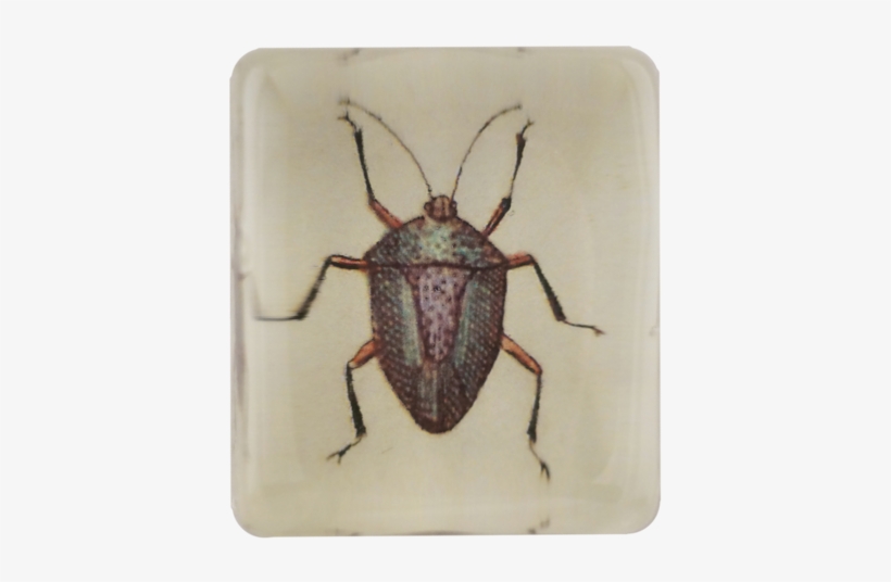 Insect - Longhorn Beetle, transparent png #901142