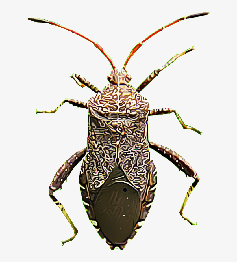 As Their Name Suggests, Squash Bugs Strike Summer And - Insect, transparent png #901296