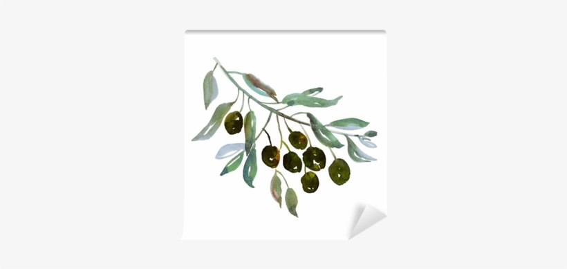 Olive Tree Branch On White Background Illustration - Olive Branch Watercolor Png, transparent png #901324