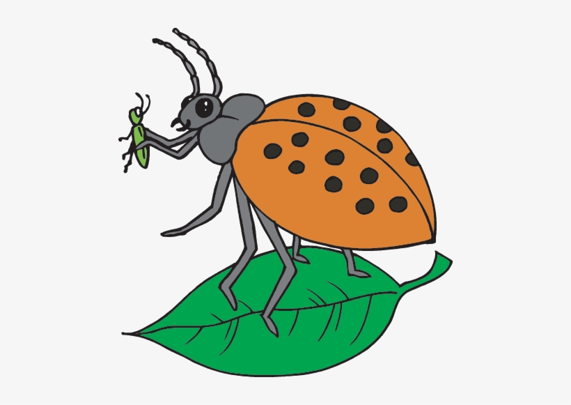 Lady Bug - Biological Illustration, transparent png #901414