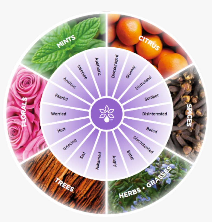 Untitled Design-2 - Emotional Touch Doterra Kit, transparent png #901967